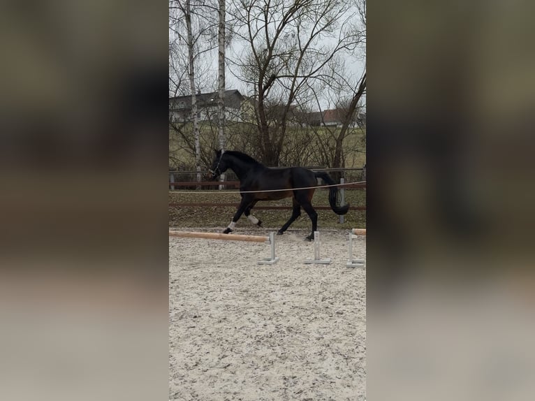 Hannoveraner Wallach 4 Jahre 165 cm Schwarzbrauner in Ronshausen