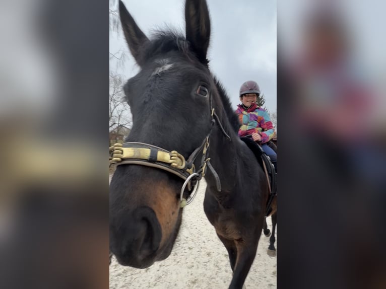 Hannoveraner Wallach 4 Jahre 165 cm Schwarzbrauner in Ronshausen