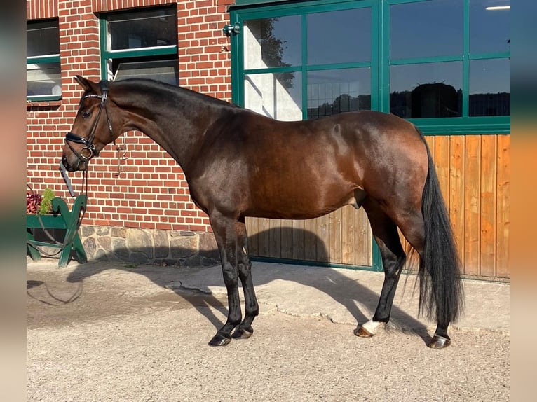Hannoveraner Wallach 4 Jahre 166 cm Brauner in Hemslingen