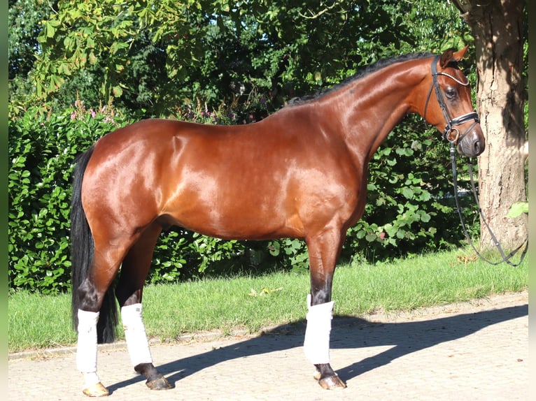 Hannoveraner Wallach 4 Jahre 166 cm Brauner in Selsingen