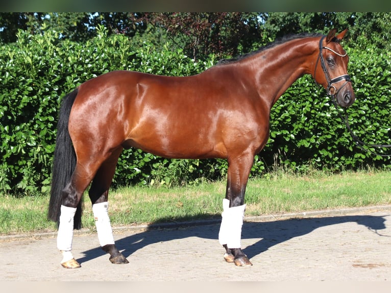 Hannoveraner Wallach 4 Jahre 166 cm Brauner in Selsingen