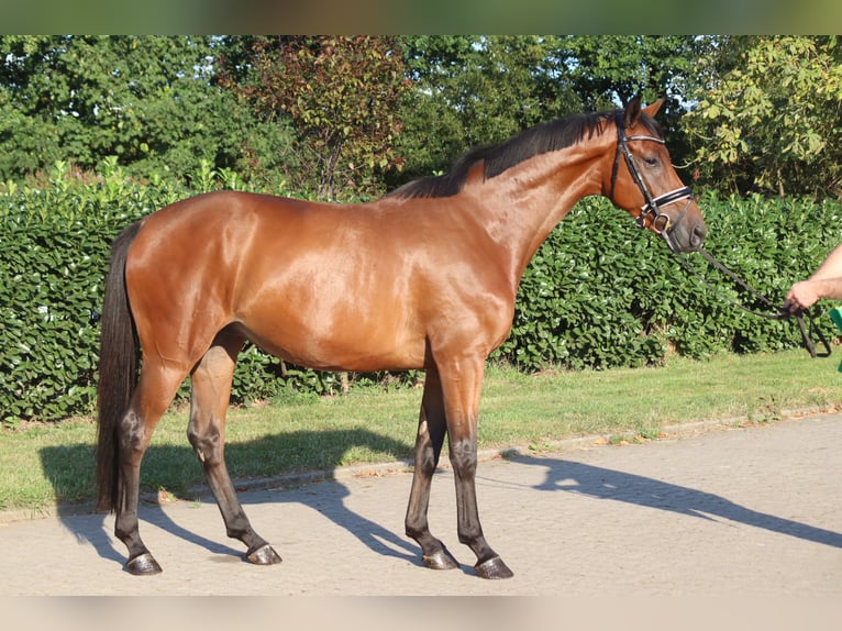 Hannoveraner Wallach 4 Jahre 166 cm Brauner in Selsingen