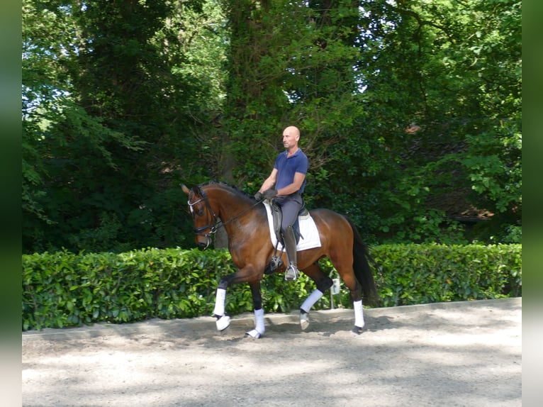 Hannoveraner Wallach 4 Jahre 166 cm Brauner in Hemslingen