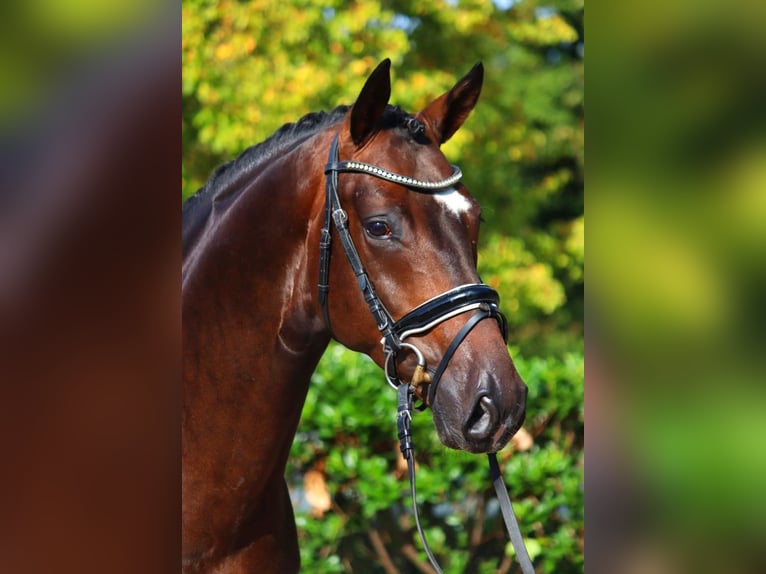 Hannoveraner Wallach 4 Jahre 166 cm Brauner in Selsingen