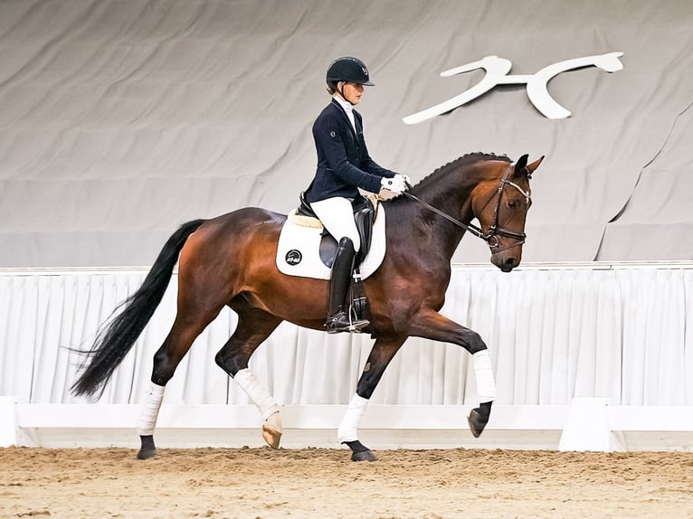 Hannoveraner Wallach 4 Jahre 166 cm Brauner in Verden