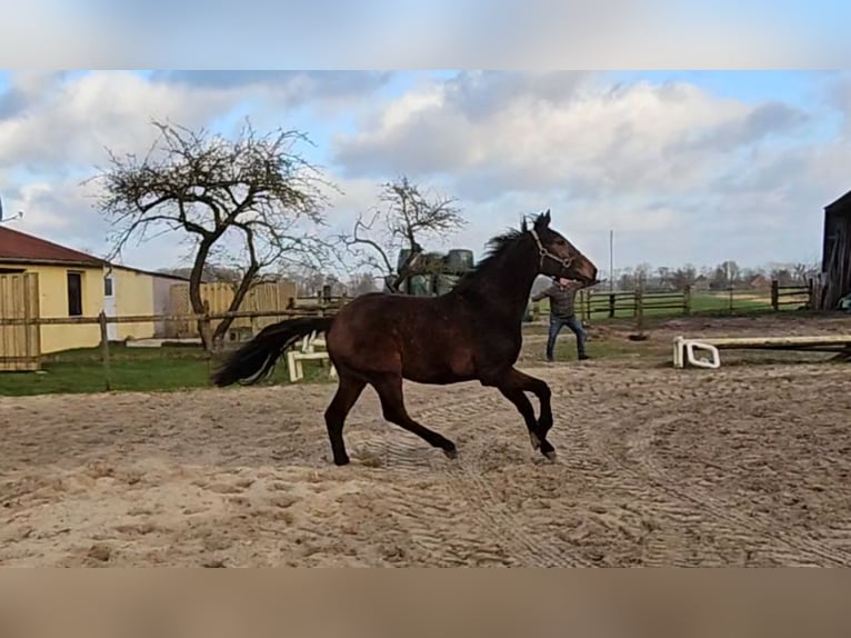 Hannoveraner Wallach 4 Jahre 166 cm Brauner in Osterbruch