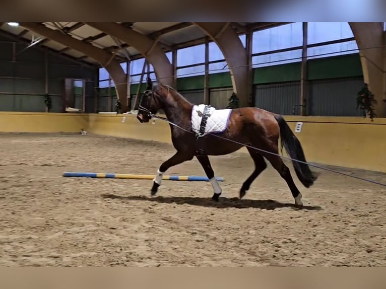 Hannoveraner Wallach 4 Jahre 166 cm Brauner in Osterbruch