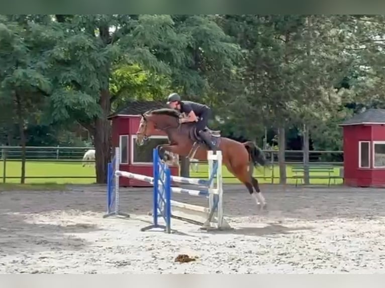 Hannoveraner Wallach 4 Jahre 166 cm Brauner in Miesterhorst