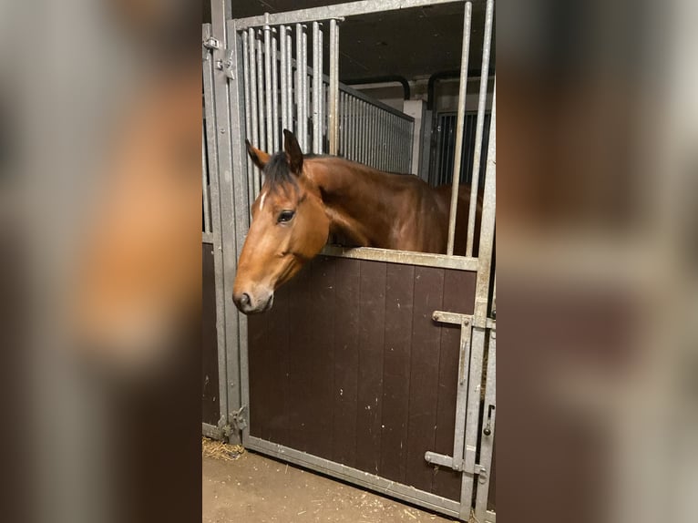 Hannoveraner Wallach 4 Jahre 166 cm Brauner in Miesterhorst