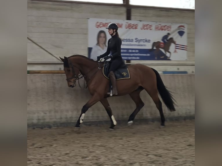Hannoveraner Wallach 4 Jahre 166 cm Brauner in Celle