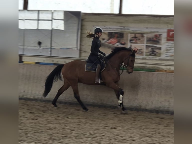 Hannoveraner Wallach 4 Jahre 166 cm Brauner in Celle