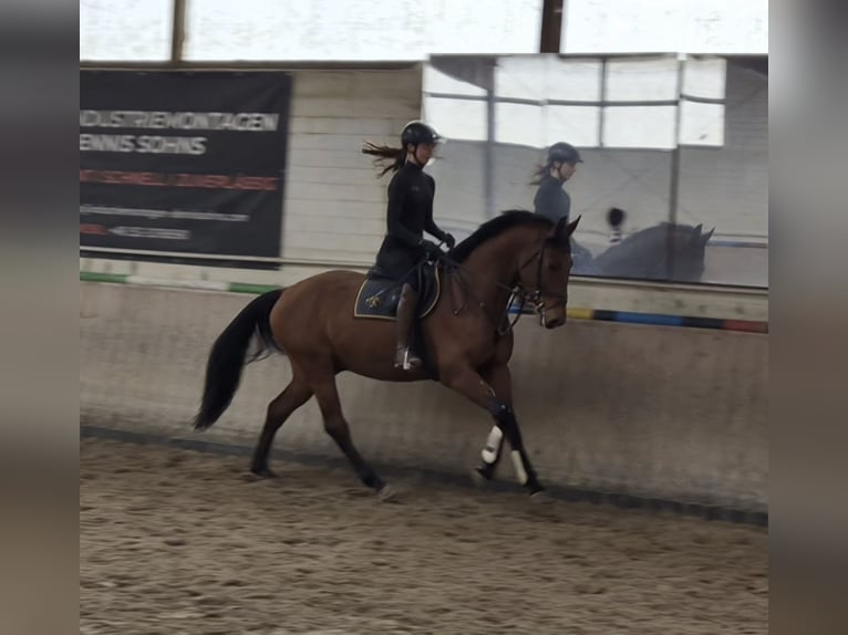 Hannoveraner Wallach 4 Jahre 166 cm Brauner in Celle