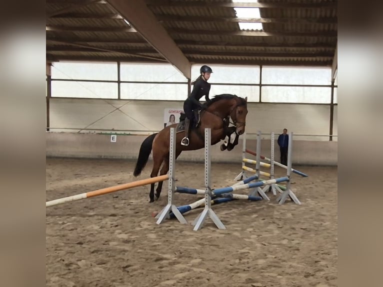 Hannoveraner Wallach 4 Jahre 166 cm Brauner in Celle