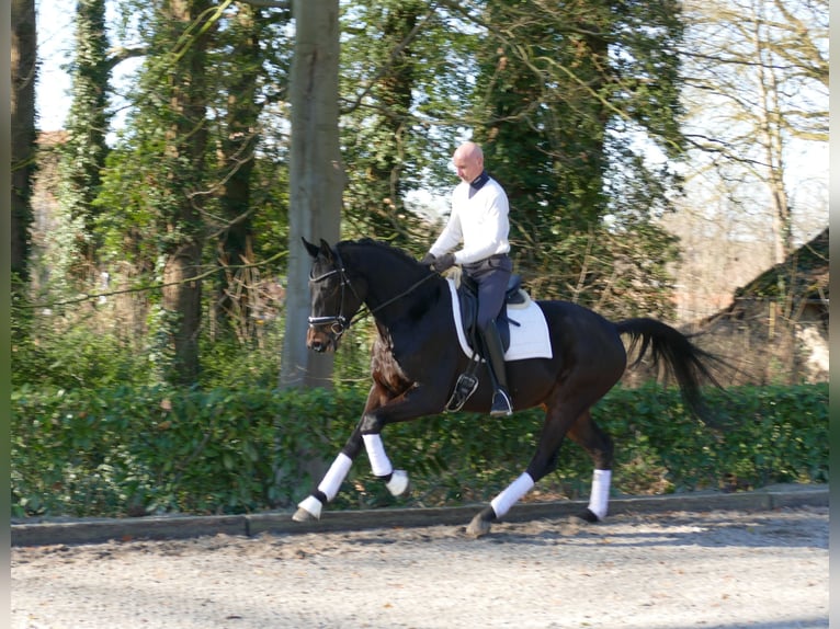 Hannoveraner Wallach 4 Jahre 166 cm Dunkelbrauner in Hemslingen