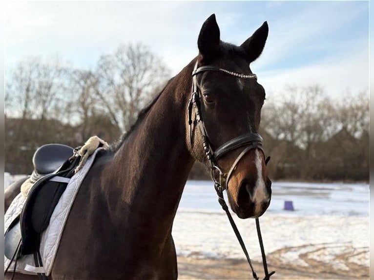 Hannoveraner Wallach 4 Jahre 166 cm Dunkelbrauner in Verden (Aller)