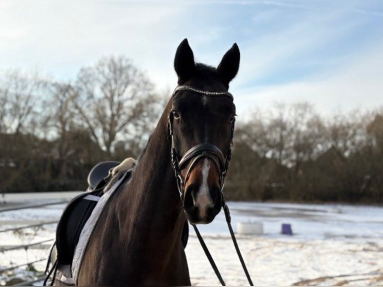 Hannoveraner Wallach 4 Jahre 166 cm Dunkelbrauner in Verden (Aller)