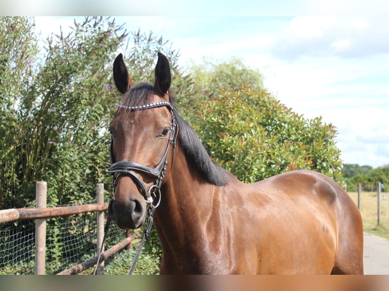 Hannoveraner Wallach 4 Jahre 166 cm Dunkelbrauner in Hamersen