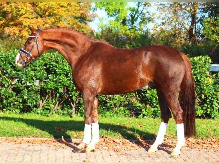 Hannoveraner Wallach 4 Jahre 166 cm Dunkelfuchs in Selsingen