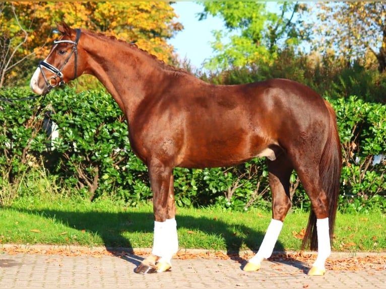 Hannoveraner Wallach 4 Jahre 166 cm Dunkelfuchs in Selsingen