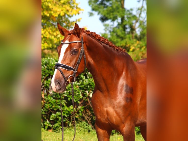 Hannoveraner Wallach 4 Jahre 166 cm Dunkelfuchs in Selsingen