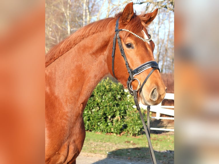Hannoveraner Wallach 4 Jahre 166 cm Fuchs in Selsingen