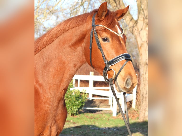 Hannoveraner Wallach 4 Jahre 166 cm Fuchs in Selsingen