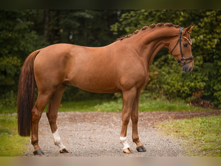 Hannoveraner Wallach 4 Jahre 166 cm Fuchs in Wehringen