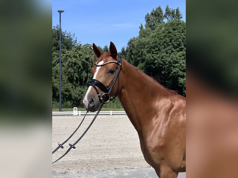 Hannoveraner Wallach 4 Jahre 166 cm Fuchs in Mönchengladbach