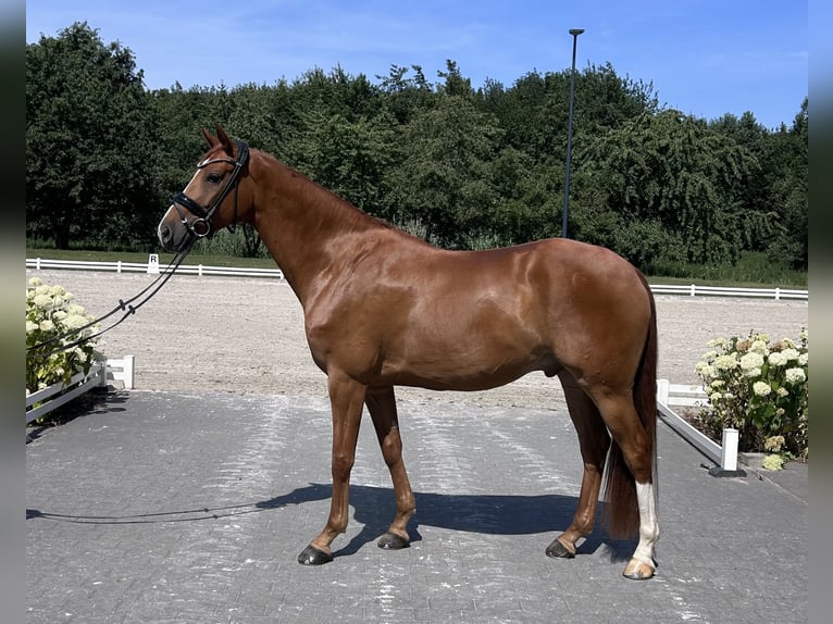 Hannoveraner Wallach 4 Jahre 166 cm Fuchs in Mönchengladbach