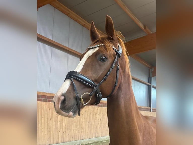Hannoveraner Wallach 4 Jahre 166 cm Fuchs in Osterholz-Scharmbeck