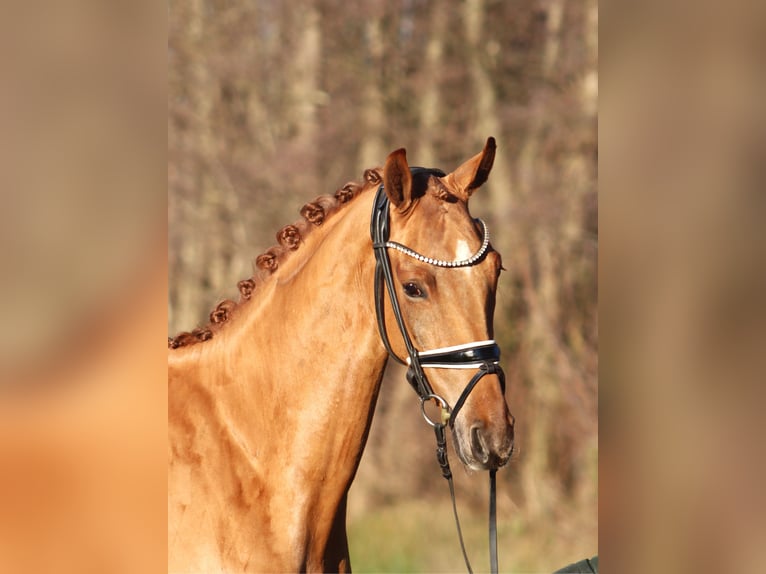 Hannoveraner Wallach 4 Jahre 166 cm Fuchs in Reeßum