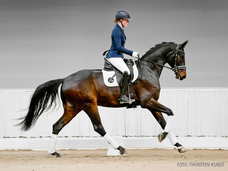 Hannoveraner Wallach 4 Jahre 166 cm Fuchs in Verden