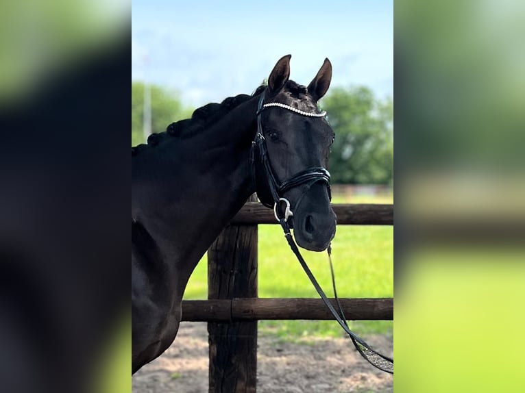 Hannoveraner Wallach 4 Jahre 166 cm Rappe in Brest