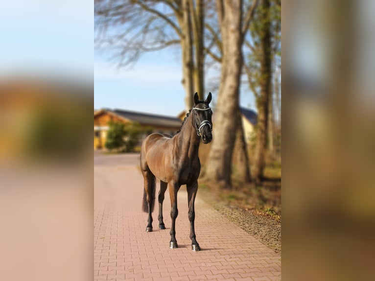 Hannoveraner Wallach 4 Jahre 166 cm Rappe in Wallenhorst