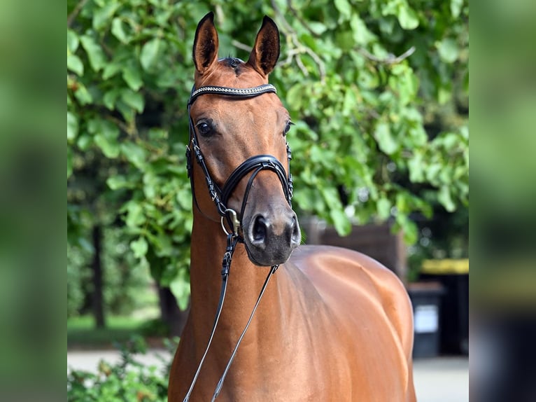 Hannoveraner Wallach 4 Jahre 167 cm Brauner in Bad Bevensen