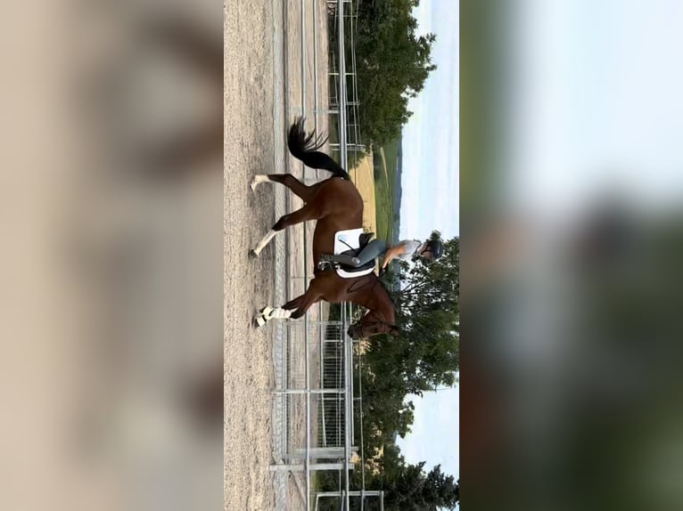 Hannoveraner Wallach 4 Jahre 167 cm Brauner in Windesheim