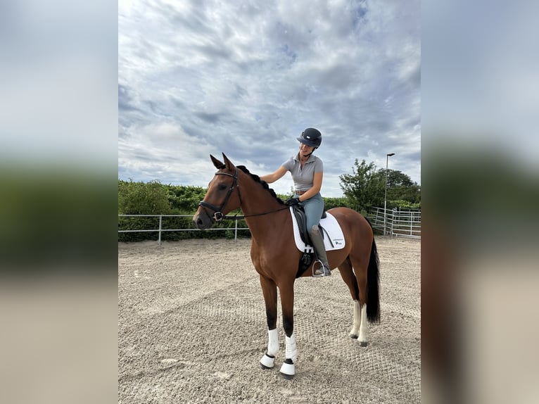 Hannoveraner Wallach 4 Jahre 167 cm Brauner in Windesheim