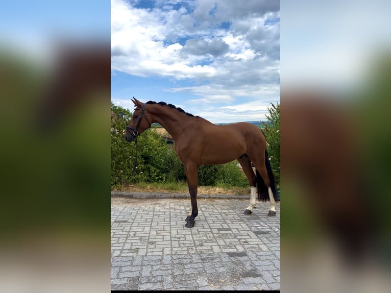 Hannoveraner Wallach 4 Jahre 167 cm Brauner in Windesheim