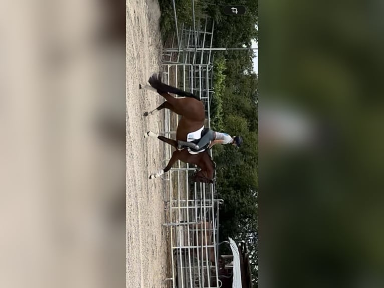 Hannoveraner Wallach 4 Jahre 167 cm Brauner in Windesheim