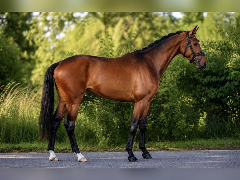 Hannoveraner Wallach 4 Jahre 167 cm Brauner in Rosenheim