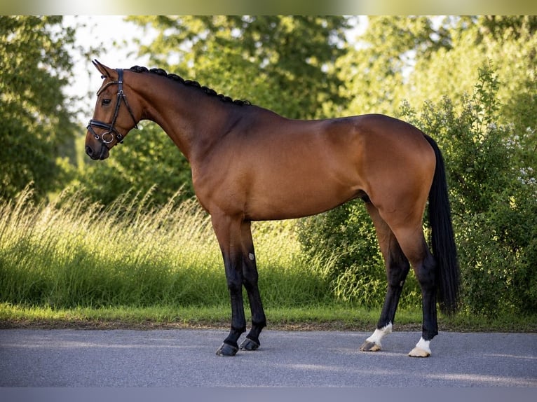 Hannoveraner Wallach 4 Jahre 167 cm Brauner in Rosenheim