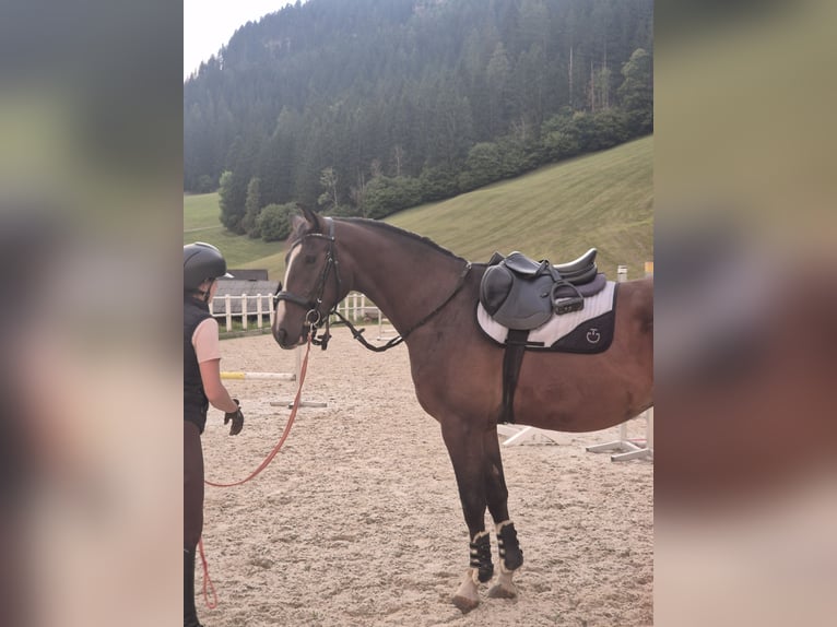 Hannoveraner Wallach 4 Jahre 167 cm Brauner in Schladming