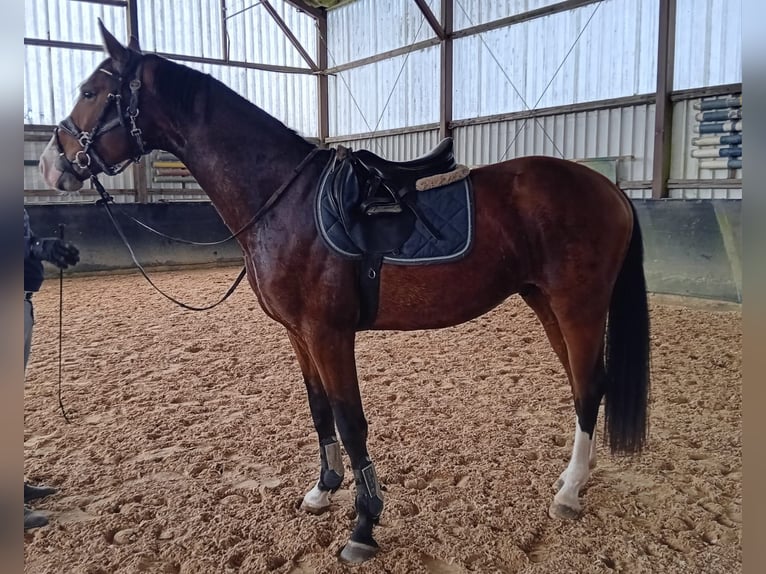 Hannoveraner Wallach 4 Jahre 167 cm Brauner in Wesel