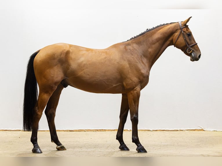 Hannoveraner Wallach 4 Jahre 167 cm Brauner in Waddinxveen