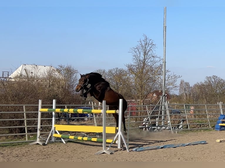 Hannoveraner Wallach 4 Jahre 167 cm Brauner in Heidesee