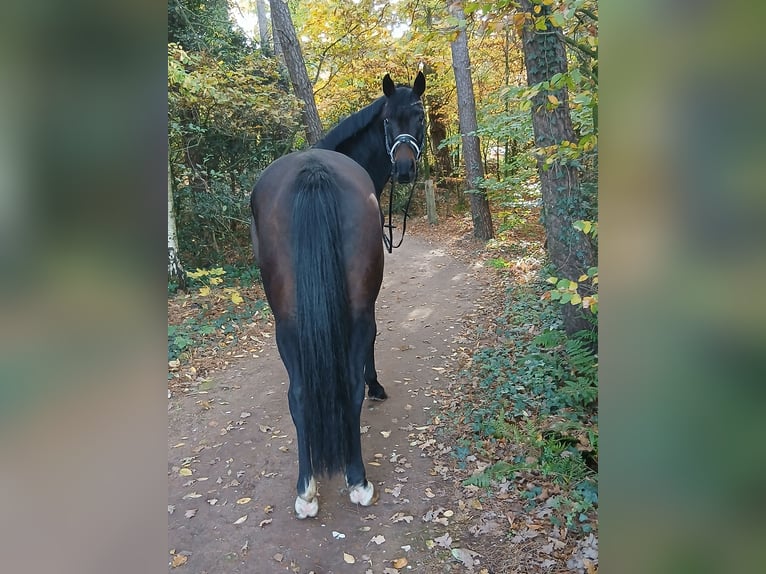Hannoveraner Wallach 4 Jahre 167 cm Dunkelbrauner in Barenburg