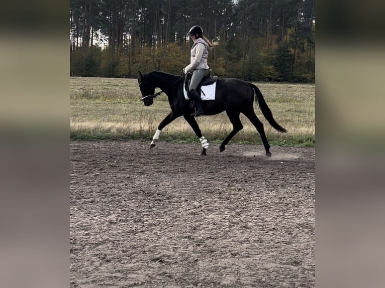 Hannoveraner Wallach 4 Jahre 167 cm Dunkelbrauner in Mühlenbecker Land