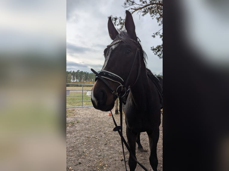 Hannoveraner Wallach 4 Jahre 167 cm Dunkelbrauner in Mühlenbecker Land
