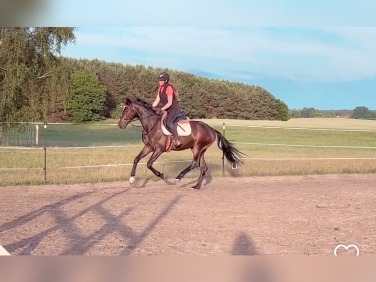 Hannoveraner Wallach 4 Jahre 167 cm Dunkelbrauner in Mühlenbecker Land