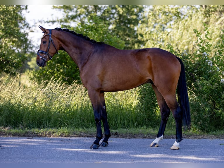 Hannoveraner Wallach 4 Jahre 167 cm Dunkelbrauner in Rosenheim